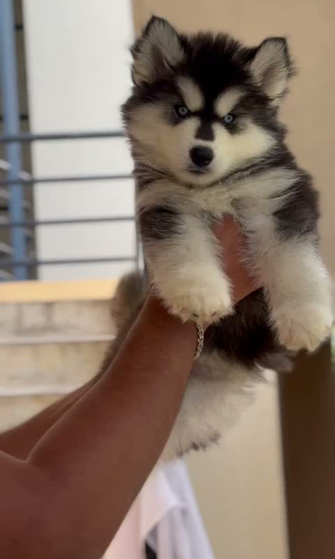 Siberian Husky Puppy | Black & White Color, farm video