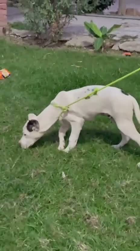Dogo Argentino Puppy, farm video