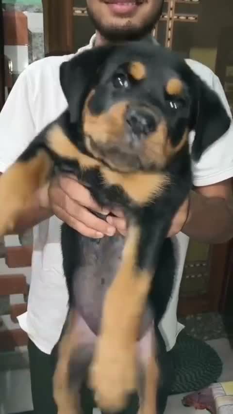 Rottweiler Puppy, farm video
