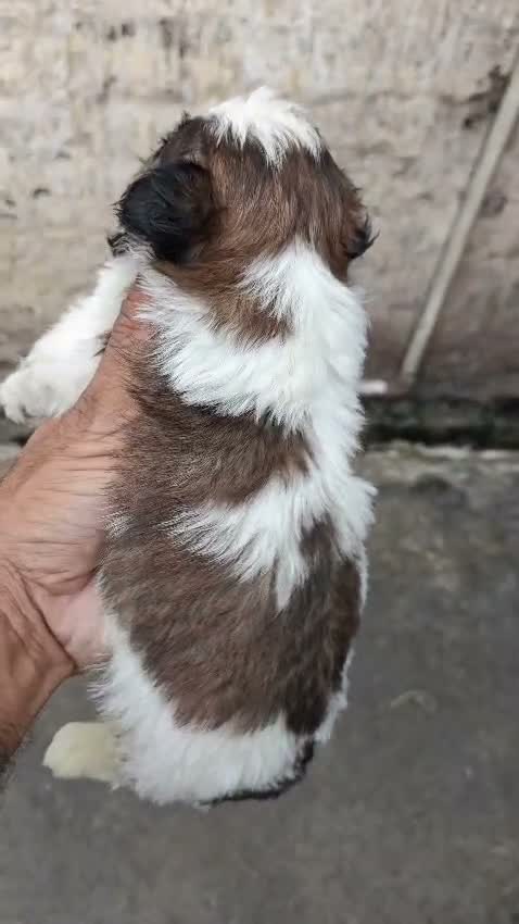 Shih Tzu | Black Color, farm video
