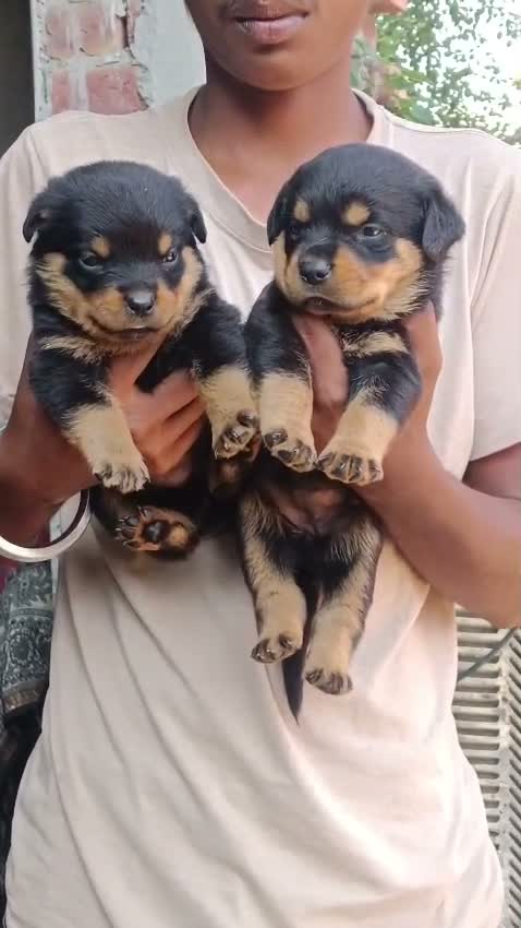 Rottweiler Puppy, farm video