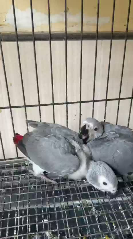 African Grey Parrot, farm video