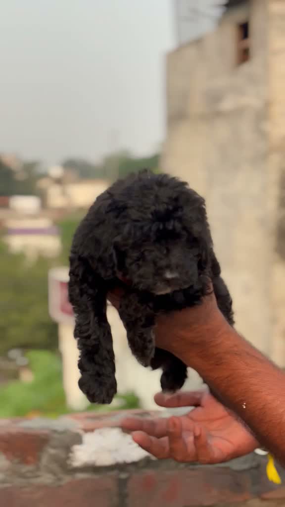 Standard Poodle Puppy | White, farm video