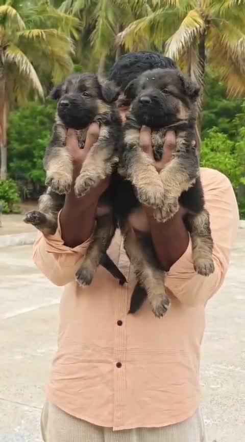 German Shepherd Puppy, farm video