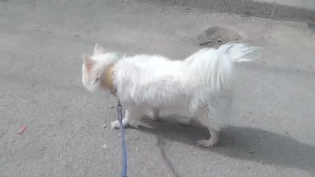 Pomeranian Puppy, farm video