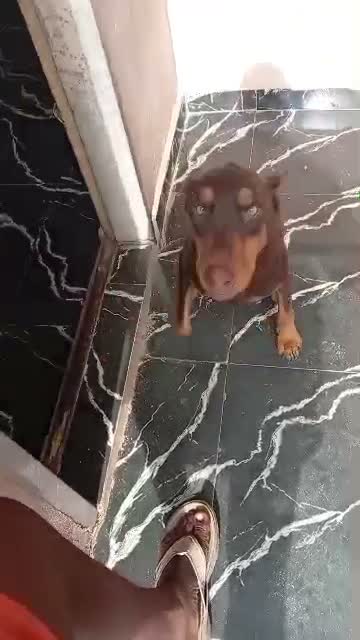 Doberman Pinscher Puppy, farm video