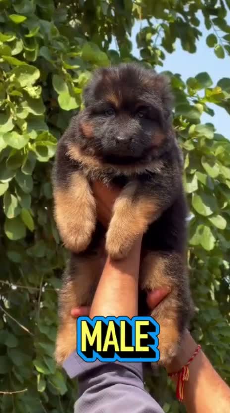 German Shepherd Puppy, farm video