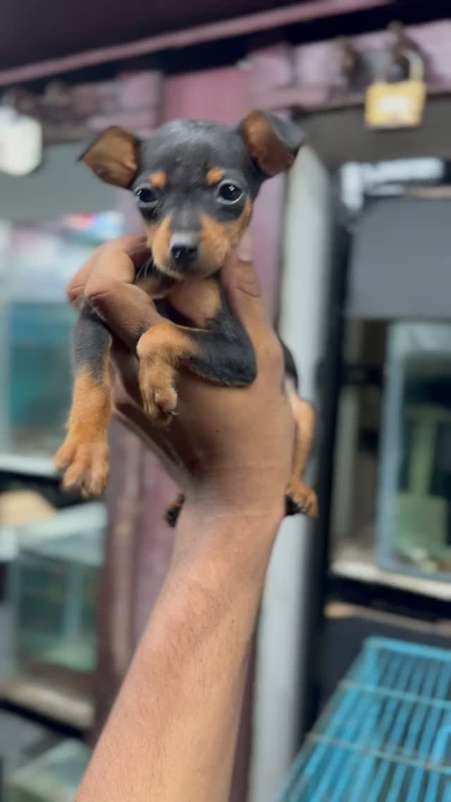 Miniature Pinscher Puppy | Brown & Tan, farm video