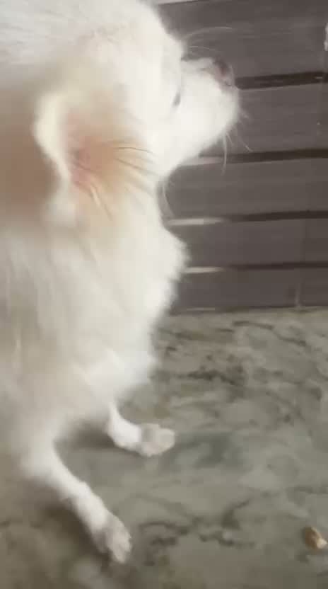 Pomeranian Puppy, farm video