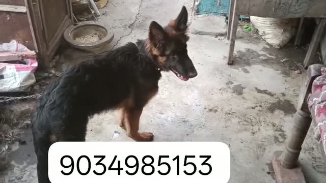 German Shepherd Puppy, farm video