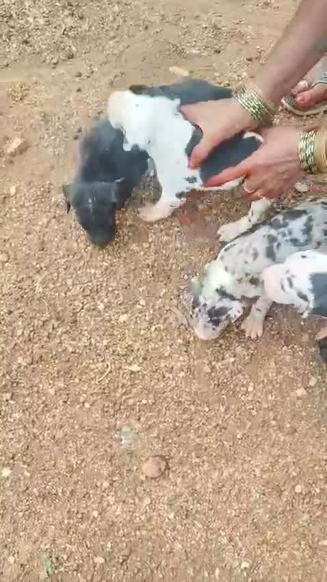 Great Dane Puppy, farm video