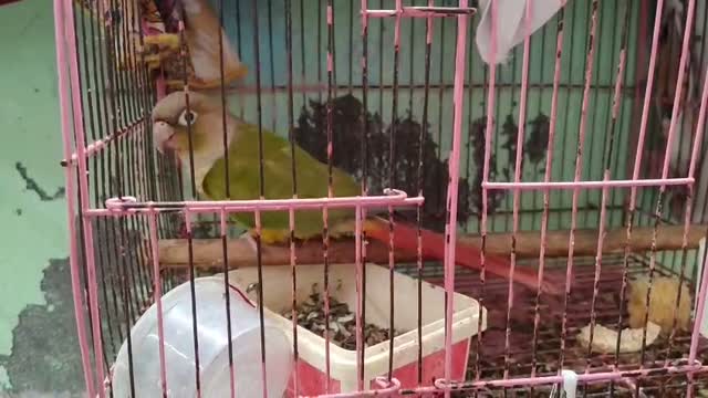 Pineapple Headed Conure, farm video