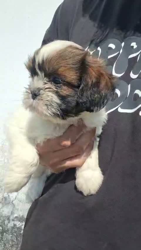 Shih Tzu | Black Color, farm video