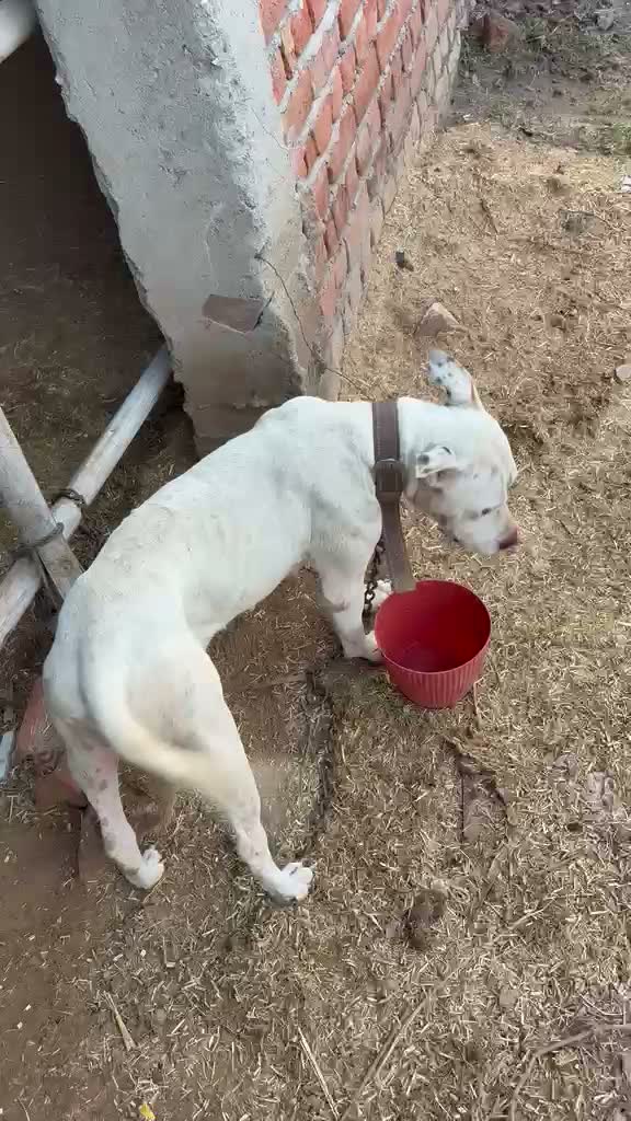 Dachshund Puppy | Brown & Tan, farm video