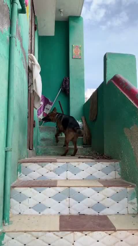 German Shepherd Puppy, farm video
