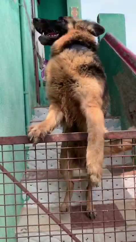 German Shepherd Puppy, farm video