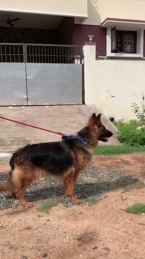 German Shepherd Puppy, farm video