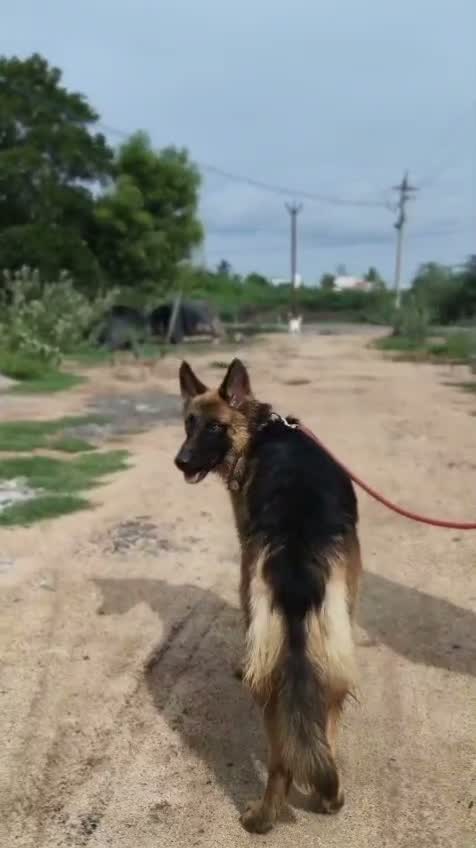 German Shepherd Puppy, farm video