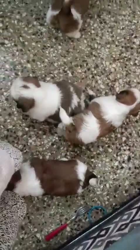Shih Tzu | Black Color, farm video