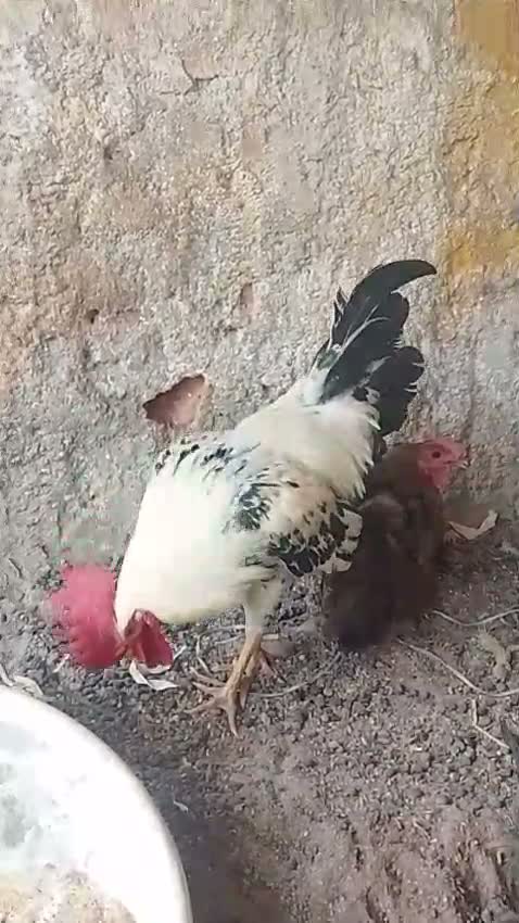 Fantail Pigeon, farm video