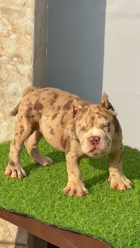 American Bully Pocket Size Puppy, farm video