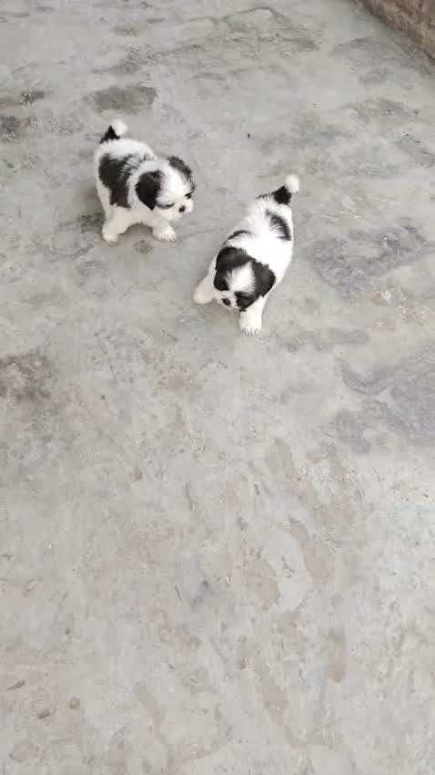 Dachshund Puppy | Brown & Tan, farm video