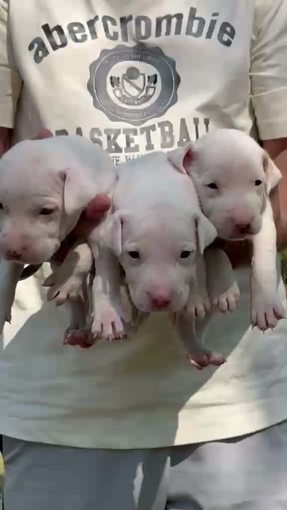 American Bully Pocket Size Puppy, farm video
