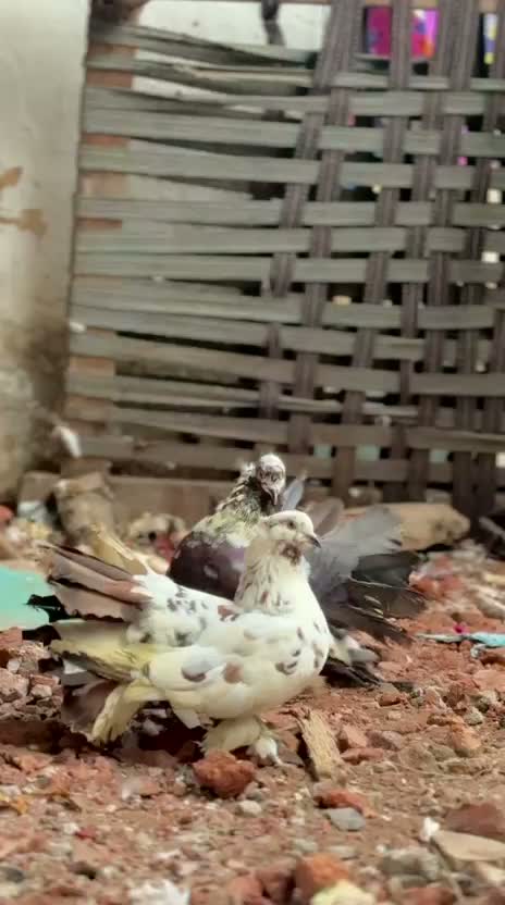 Fantail Pigeon, farm video