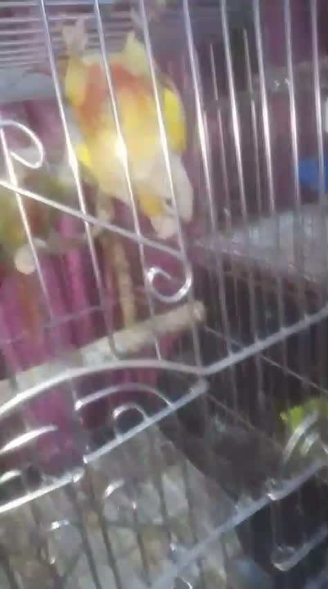 Pineapple Headed Conure, farm video