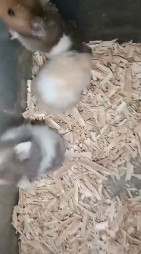 Dwarf Hamster Babies | Adults, farm video