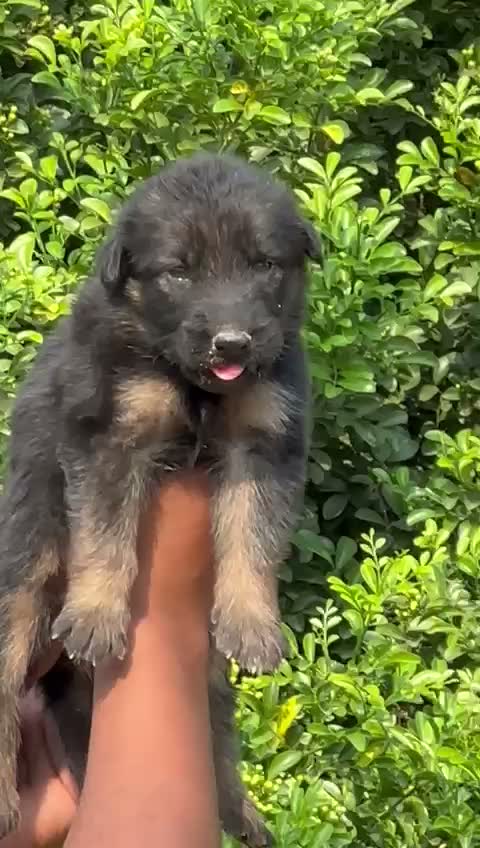 German Shepherd Puppy, farm video