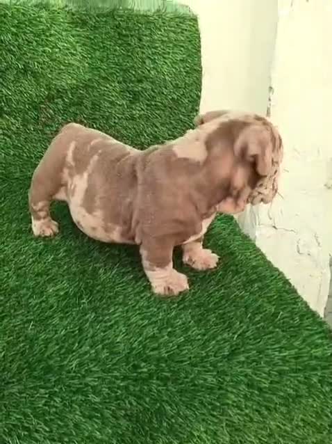 American Bully Pocket Size Puppy, farm video