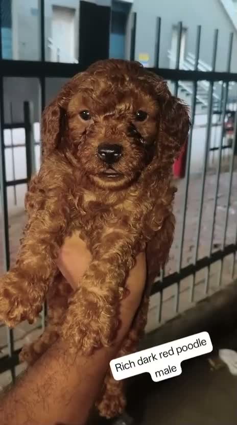 Toy Poodle Puppy, farm video