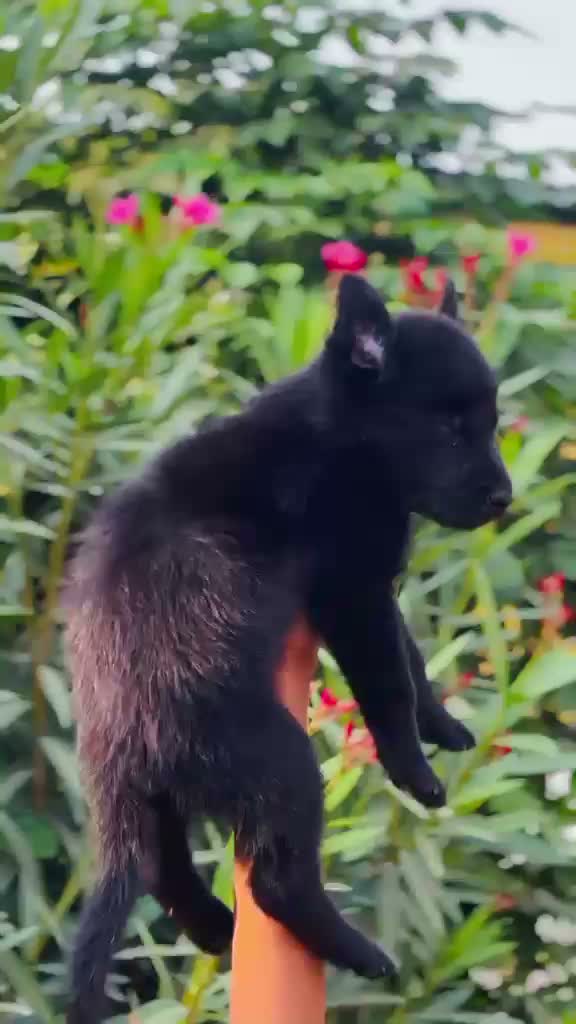 German Shepherd Puppy, farm video