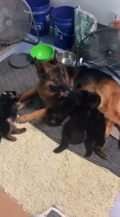 German Shepherd Puppy, farm video