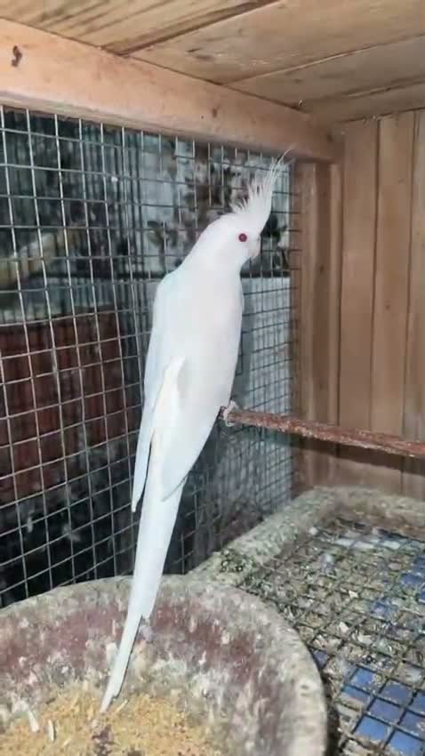 Cockatiel, farm video