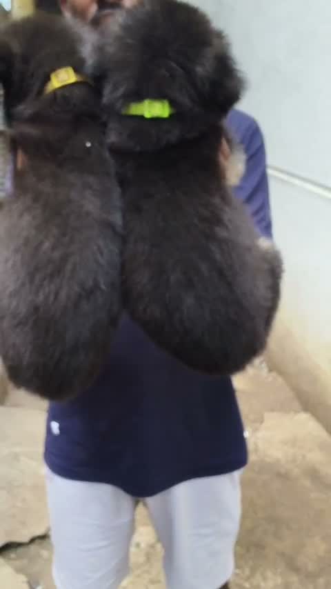 German Shepherd Puppy, farm video