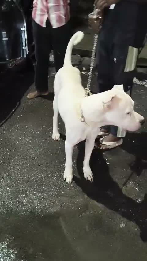 Dogo Argentino Puppy, farm video