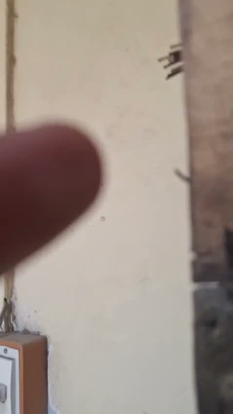 Budgies | Fallow, farm video