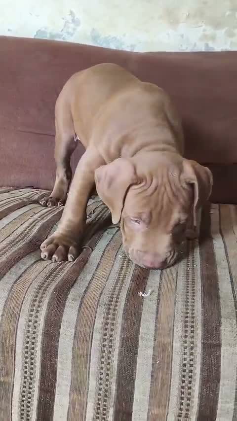 Pitbull Terrier Puppy, farm video