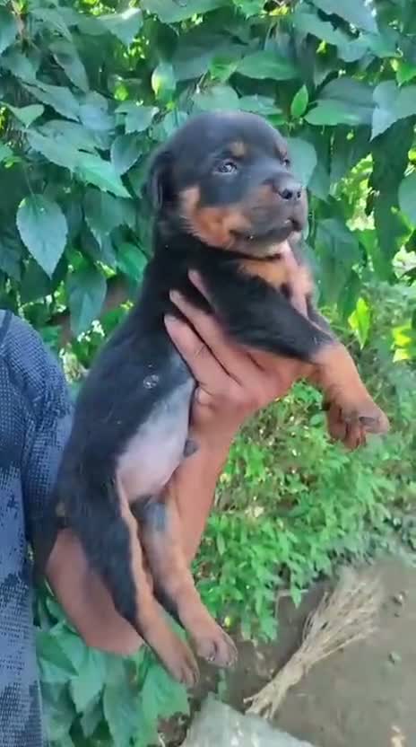Rottweiler Puppy, farm video