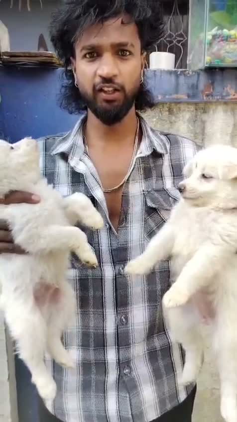 Pomeranian Puppy, farm video