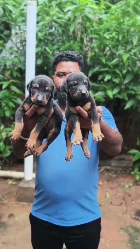 Doberman Pinscher Puppy | Brown & Tan, farm video