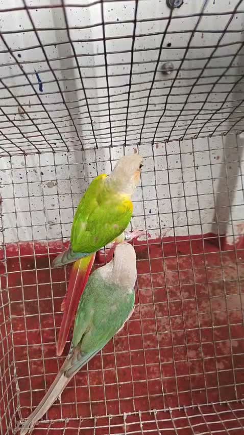 Pineapple Headed Conure, farm video