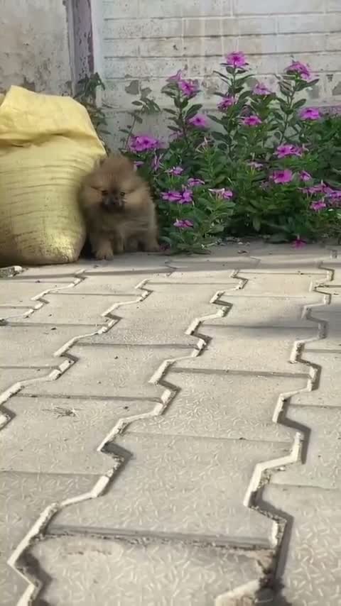 Toy Poodle Puppy, farm video