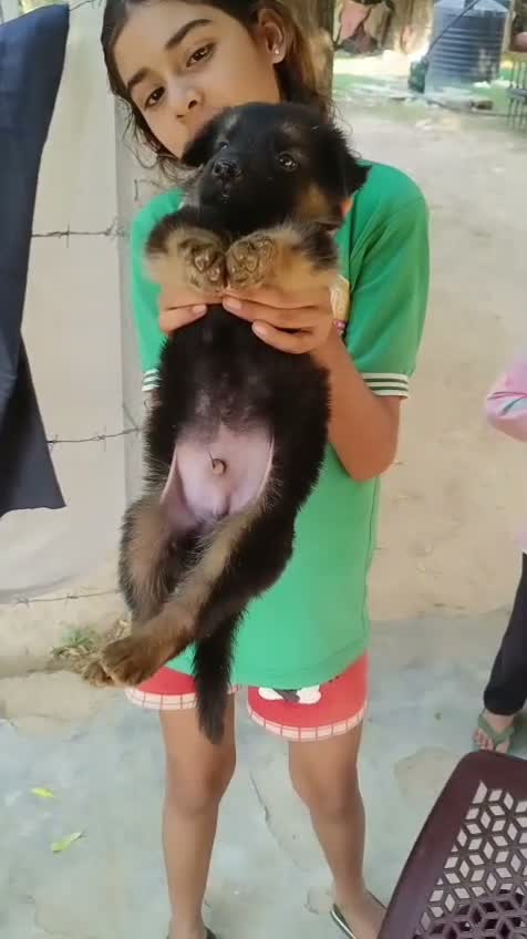 German Shepherd Puppy, farm video
