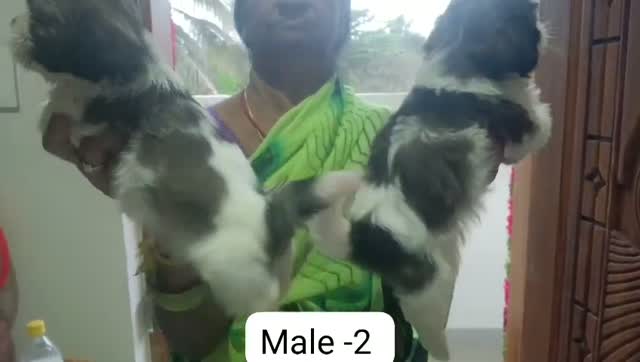 Shih Tzu | Black Color, farm video