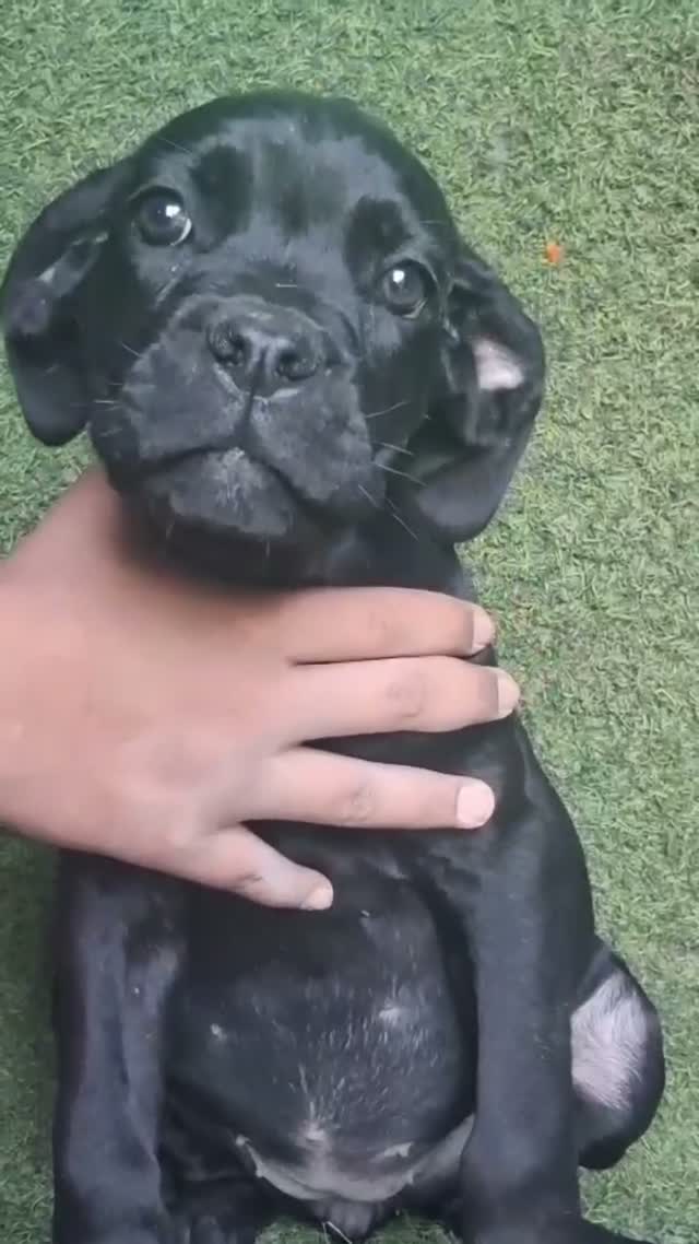 Dachshund Puppy | Brown & Tan, farm video