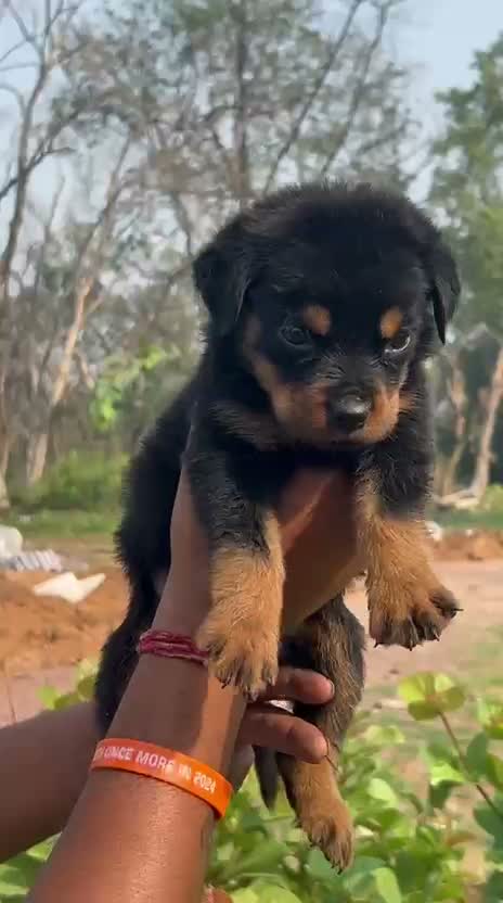 Dachshund Puppy | Brown & Tan, farm video