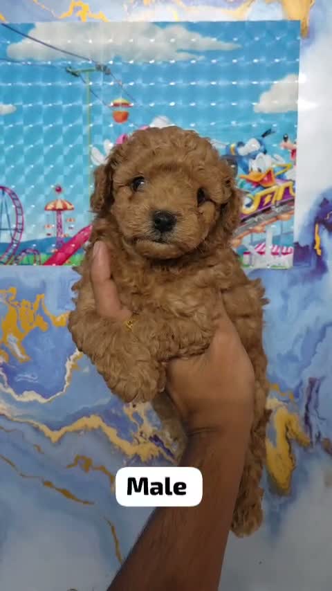 Toy Poodle Puppy, farm video